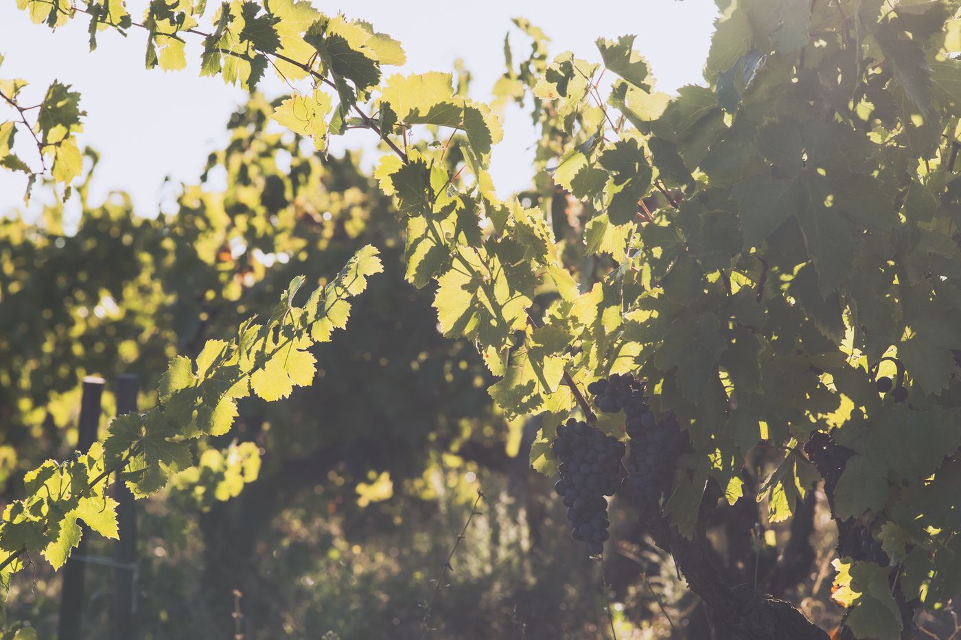 Grappes de raisins noirs sous les feuilles de vigne, à contre-jour