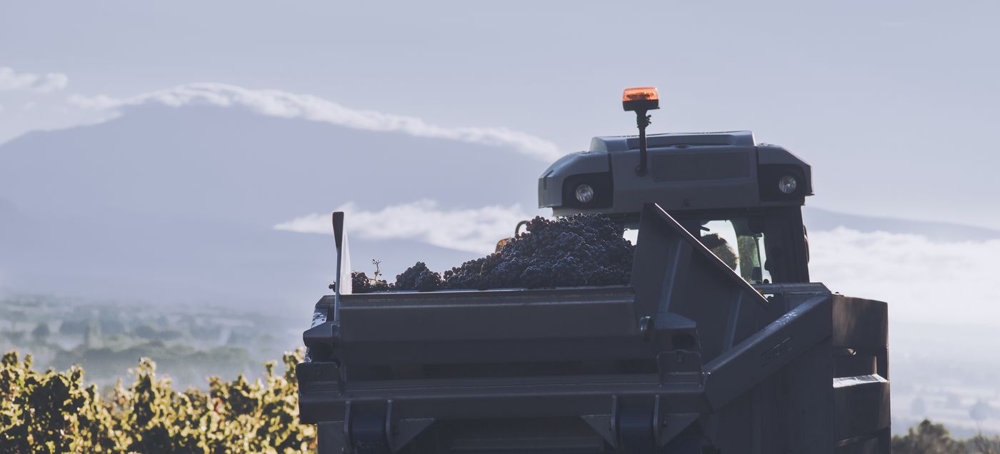 La benne remplie de raisins noirs au milieu des vignes, une montagne dans la brume au loin