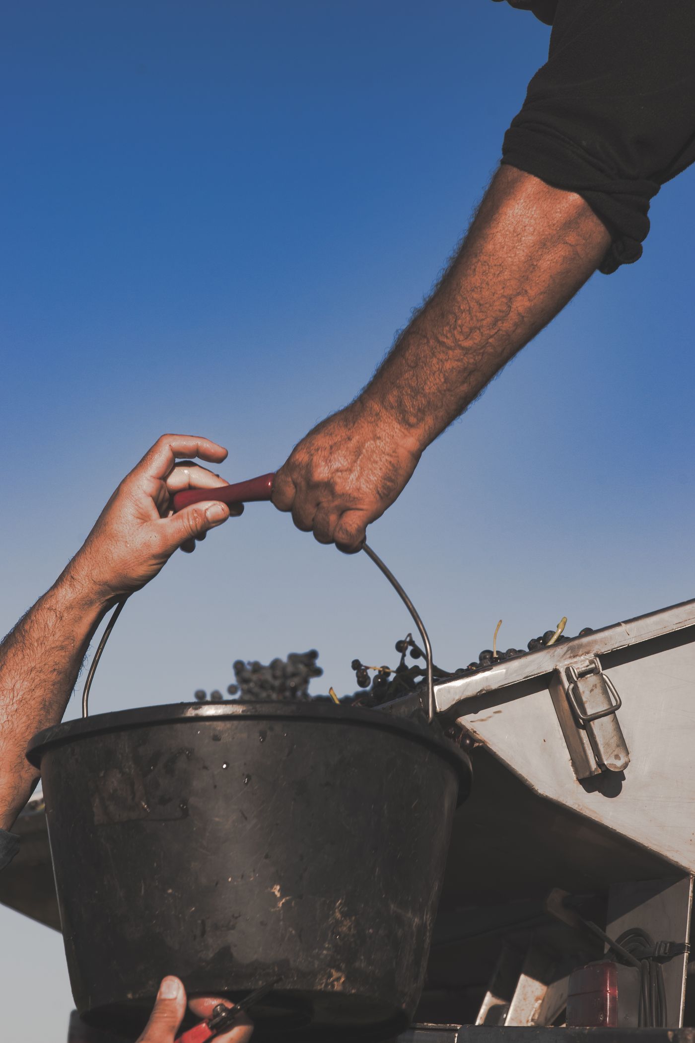 Deux mains se passent un seau de raisins noirs au-dessus de la benne, pendant les vendanges
