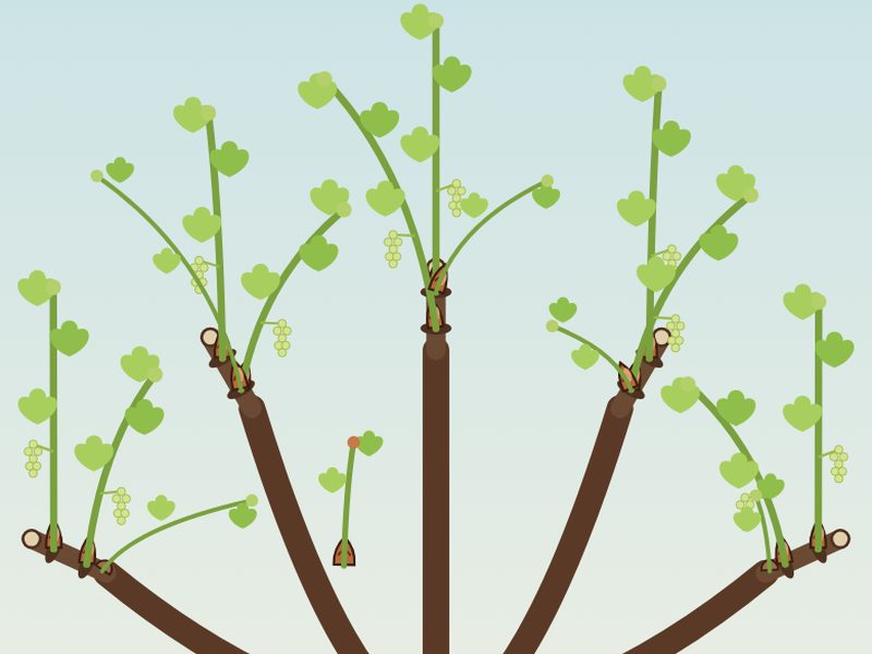 Illustration du jeu&nbsp;: un vieux cep taillé en gobelet et ses jeunes pousses vertes au printemps